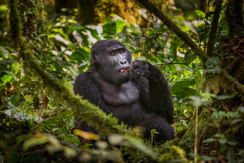 49 Oeganda, Bwindi NP, gorilla.jpg